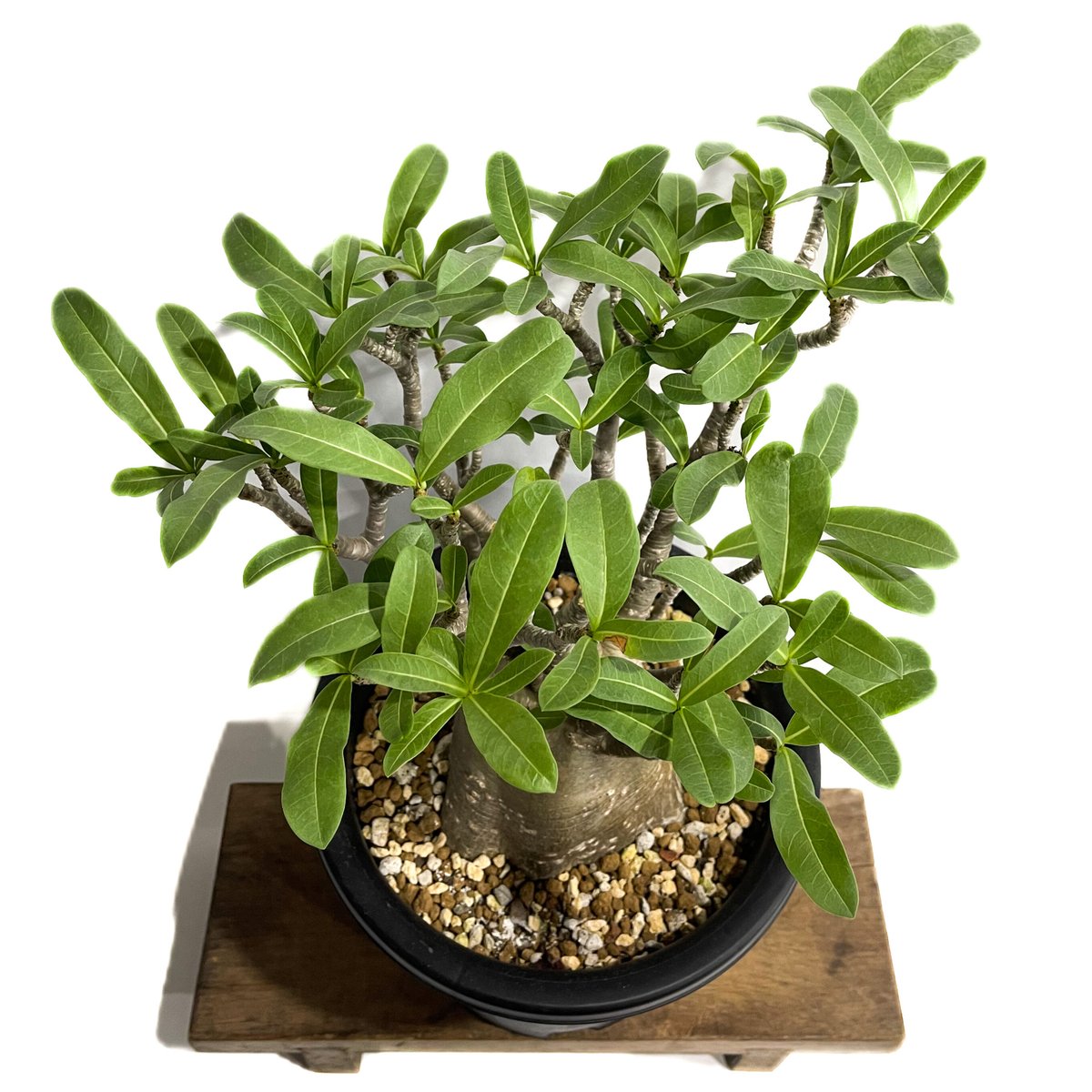 アデニウム アラビカム バオバブスタイル「Adenium arabicum 'Baobab S