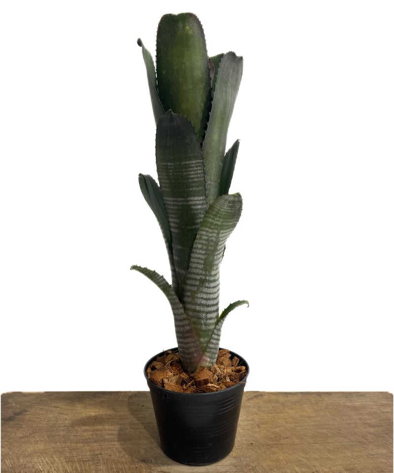 ビルベルギア ダースベイダー「Billbergia 'Darth vader'」65G-3 |