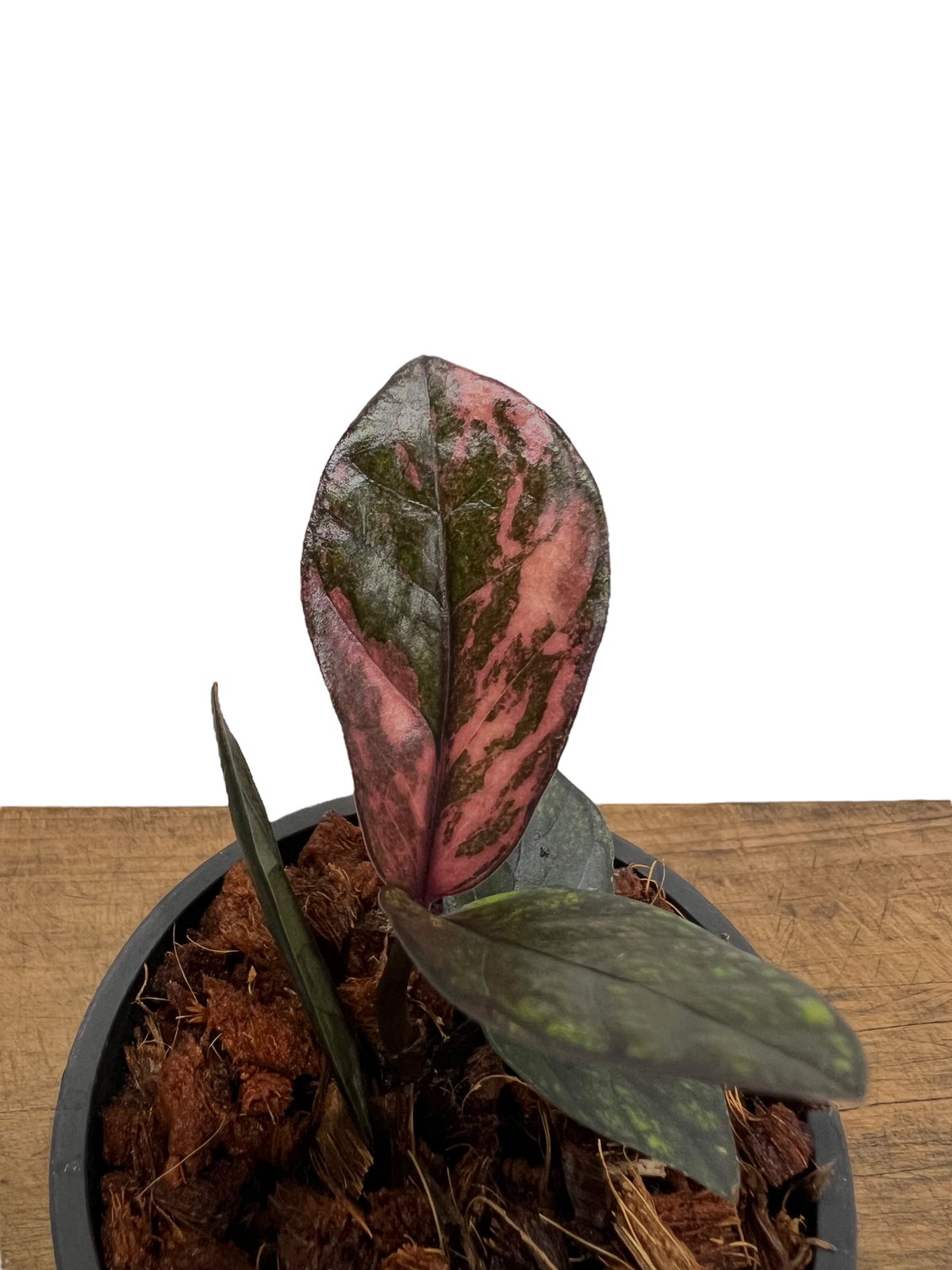 ザミオクルカス・ザミフォーリア 斑入 “Black Pink” 「Zamioculcas za