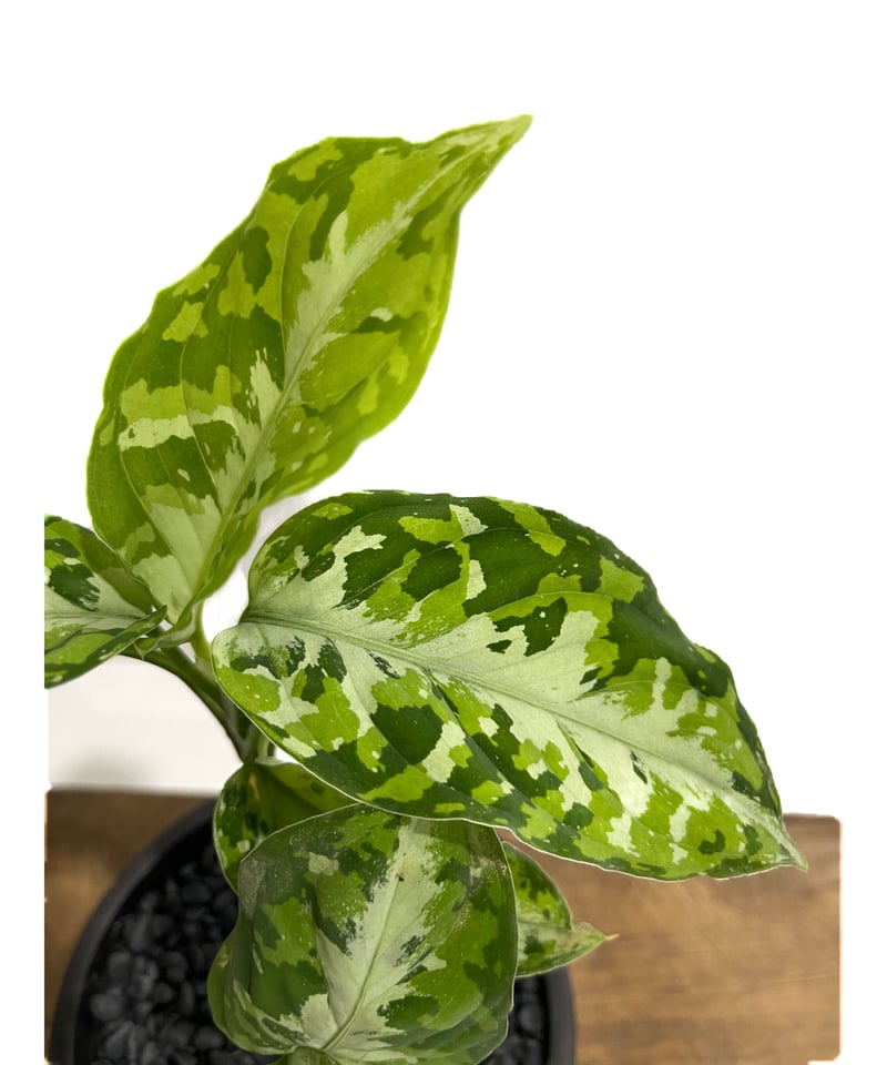 アグラオネマ ピクタム トリカラー「Aglaonema pictum tricolor」1/1
