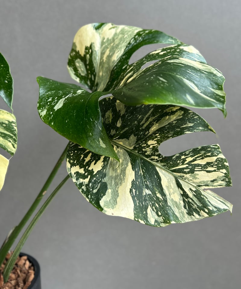 特大極上苗】モンステラ タイコンステレーション クリームブリュレ 6号