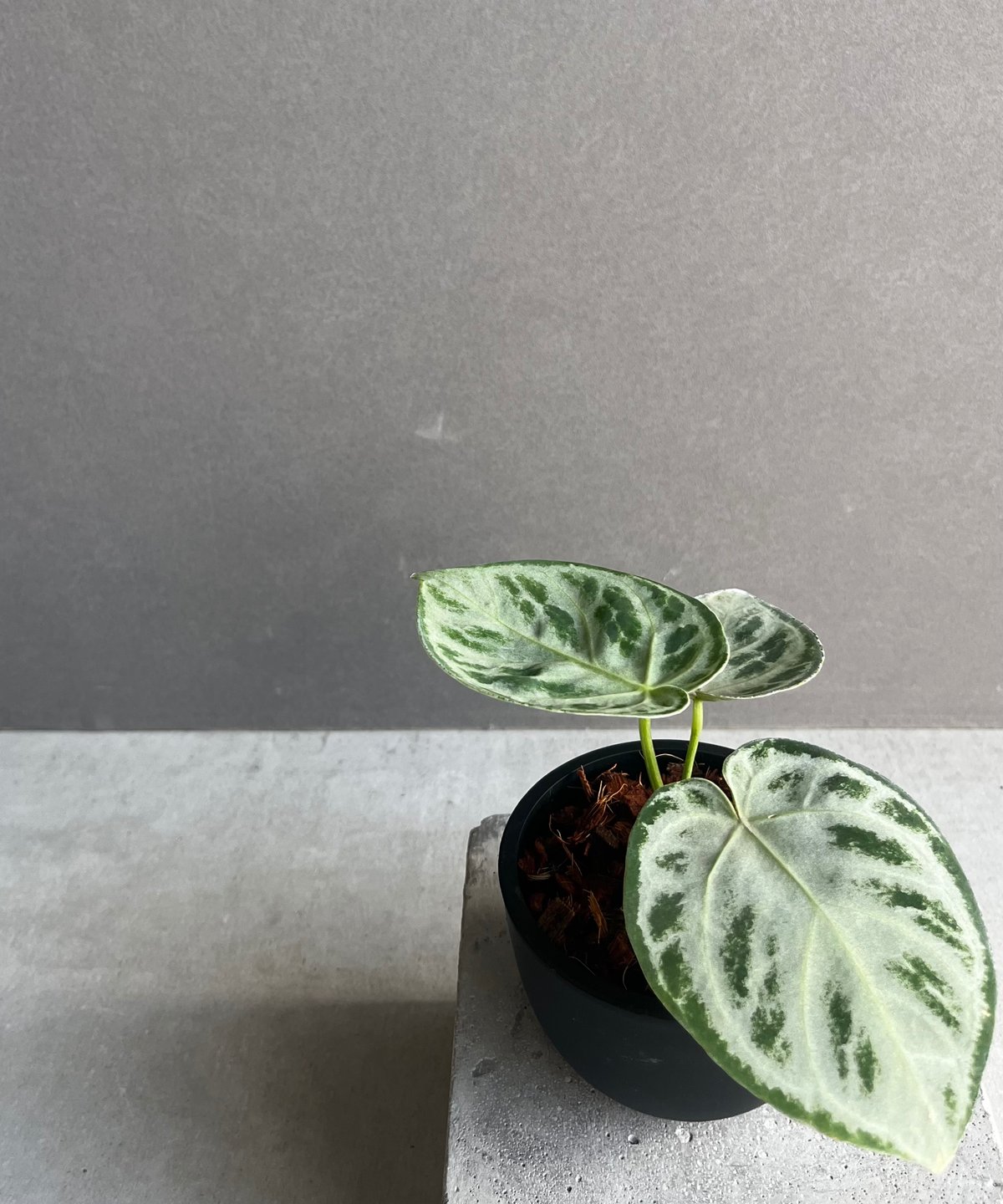 アンスリウム ドラヤキ シルバー 「Anthurium Dorayaki Silver」88Z