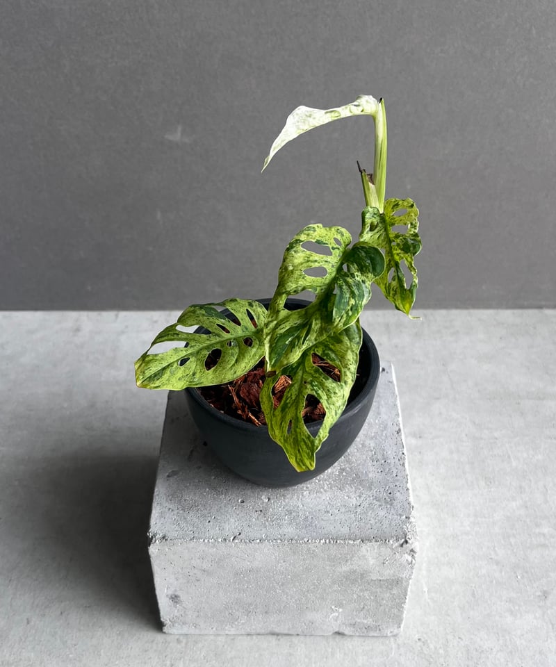 モンステラ ラニアタ ミント 斑入 「Monstera laniata mint varieg