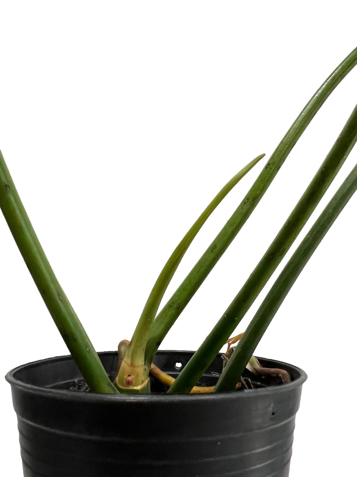 フィロデンドロン ロンギロバトム 'レラノ ミヤノ' 「Philodendron