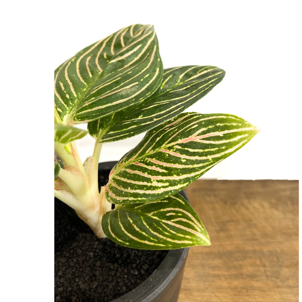 アグラオネマ ゴールデンホープ「Aglaonema Golden Hope」9/7-89C-1
