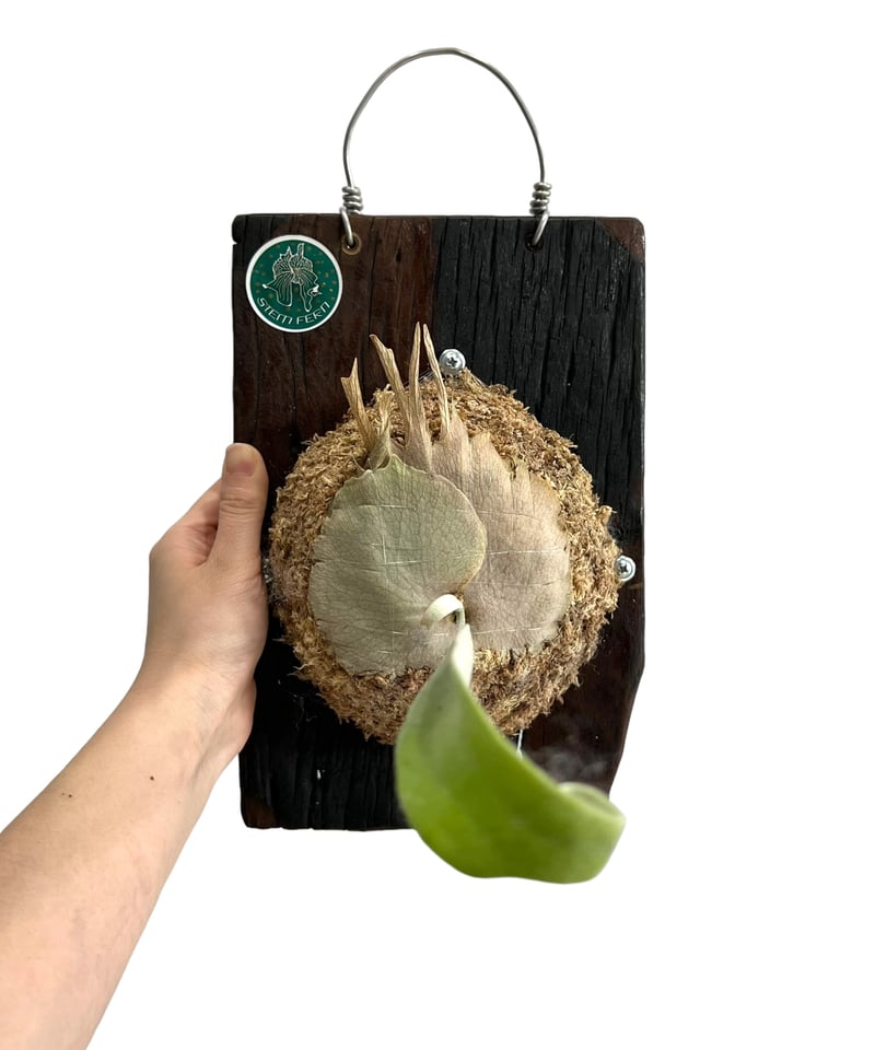 ビカクシダ ベイチー アーバン リバー (子株) by Stem Fern 「 Platyce