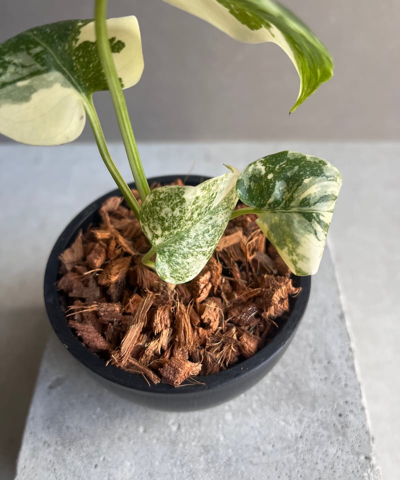 モンステラ タイ コンステレーション クリーム ブリュレ 「Monstera