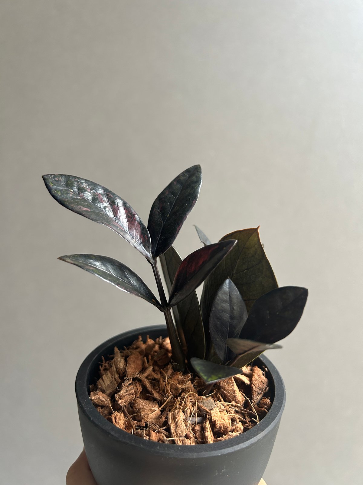 ザミオクルカス 斑入 “ブラックピンク”「Zamioculcas Zamiifolia Var