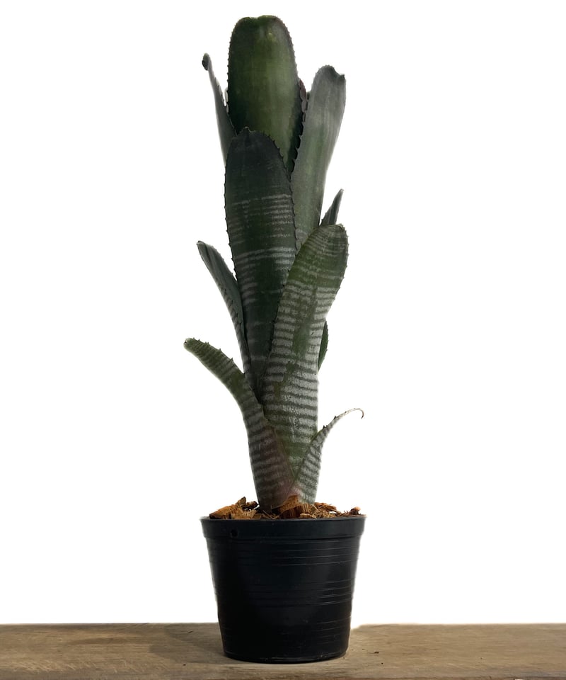 ビルベルギア ダースベイダー「Billbergia 'Darth vader'」65G-3 |