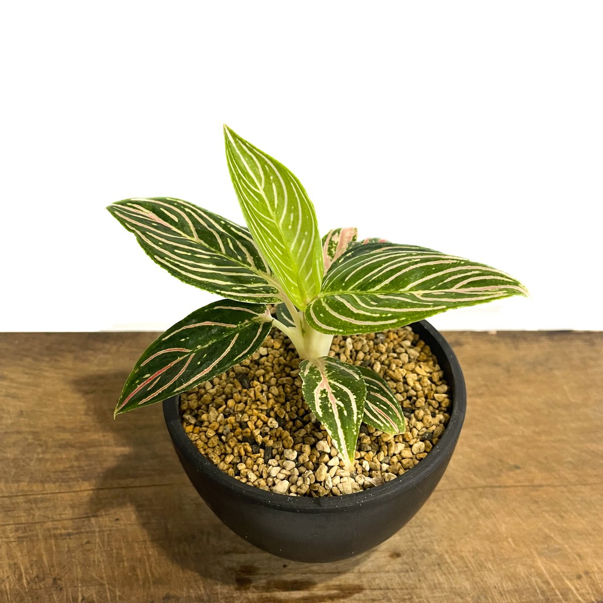 アグラオネマ ゴールデンホープ「Aglaonema Golden Hope」17G-1 | S