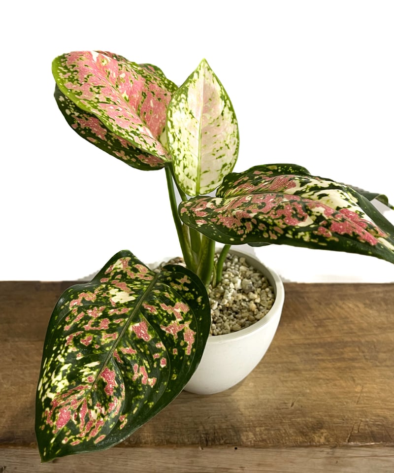 アグラオネマ アンヤマニー トリカラー「Aglaonema Unyamanee Tricolo