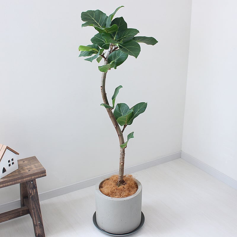 フィカス・アフリカンプリンス＞現品 希少な曲がり | lealea lapule