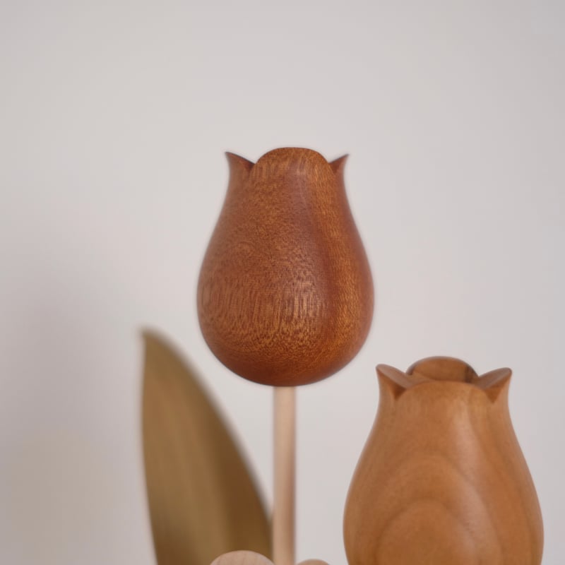 チューリップ 色違い | 大石浩介