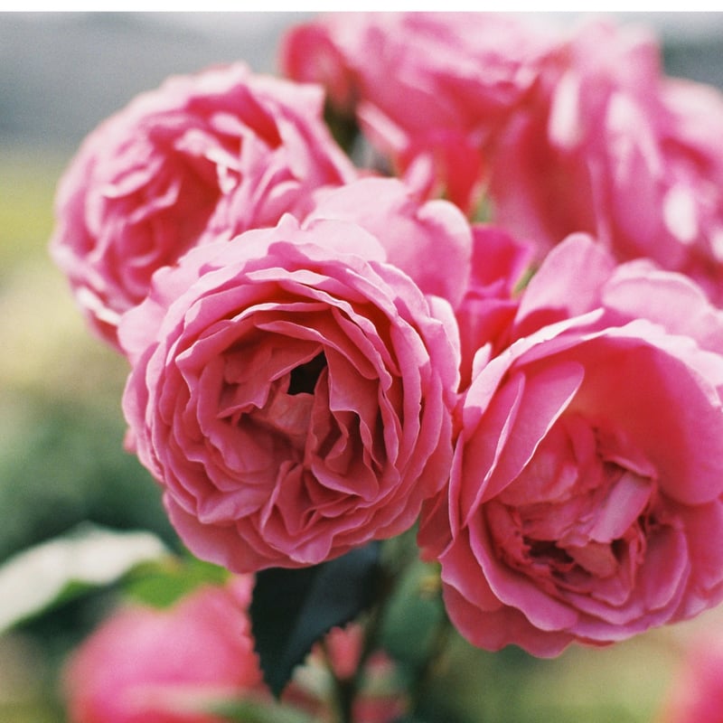 ローズ (ダマスク)ブルガリア （水蒸気蒸留） 「至福 愛の