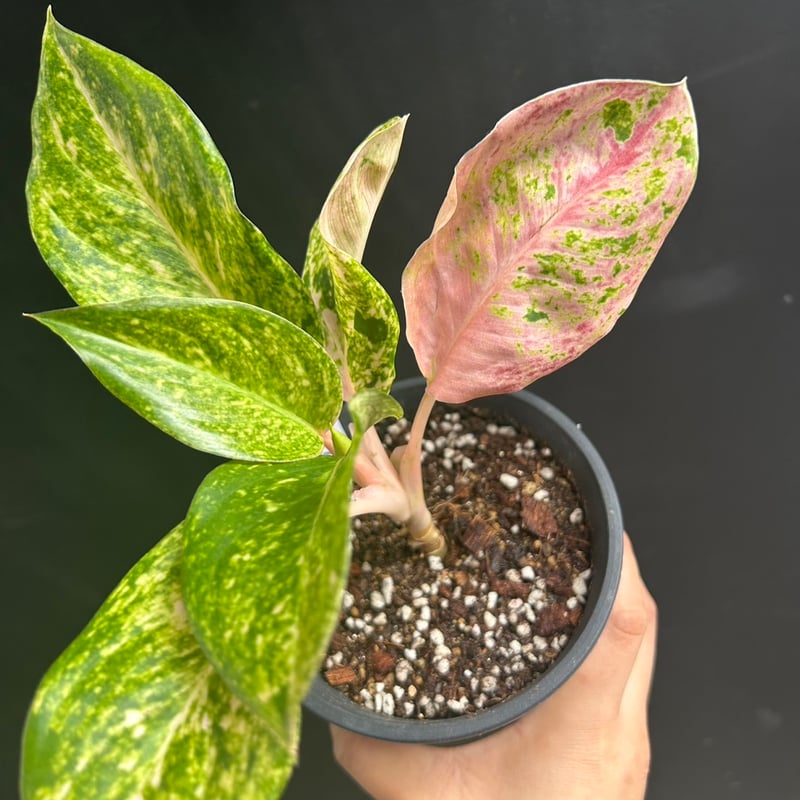 稀少＞Aglaonema Pink Emeritus アグラオネマ ピンクイメリタス | M