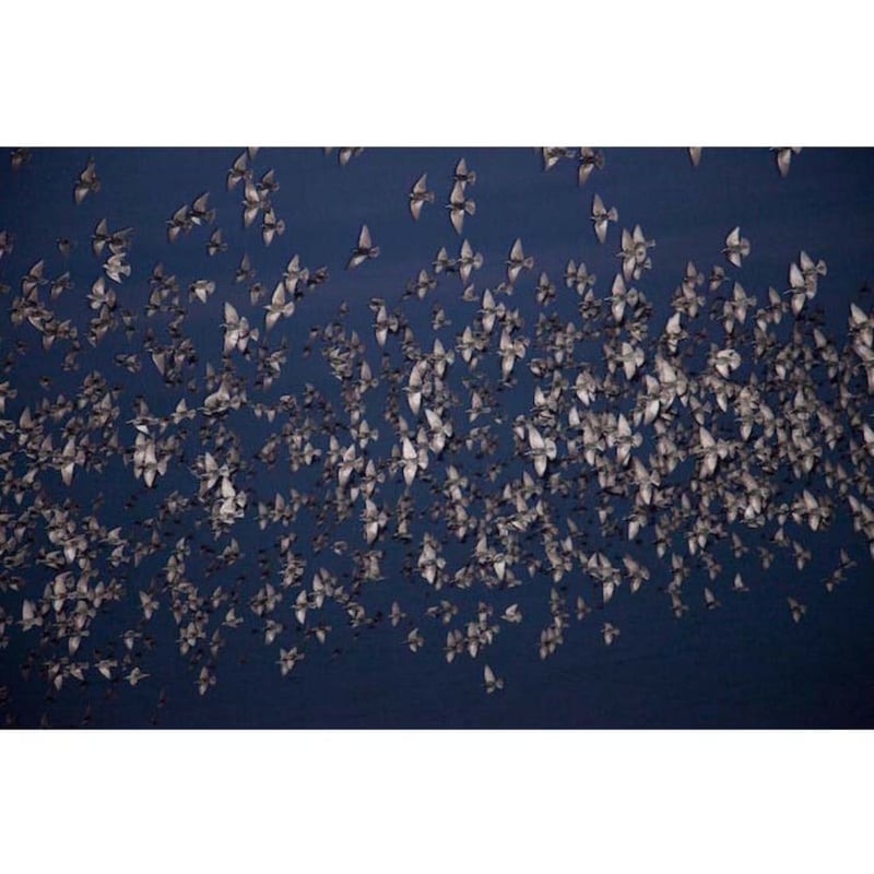 川内倫子｜ Halo（US版・別紙和訳付き）サイン入り | HeHe