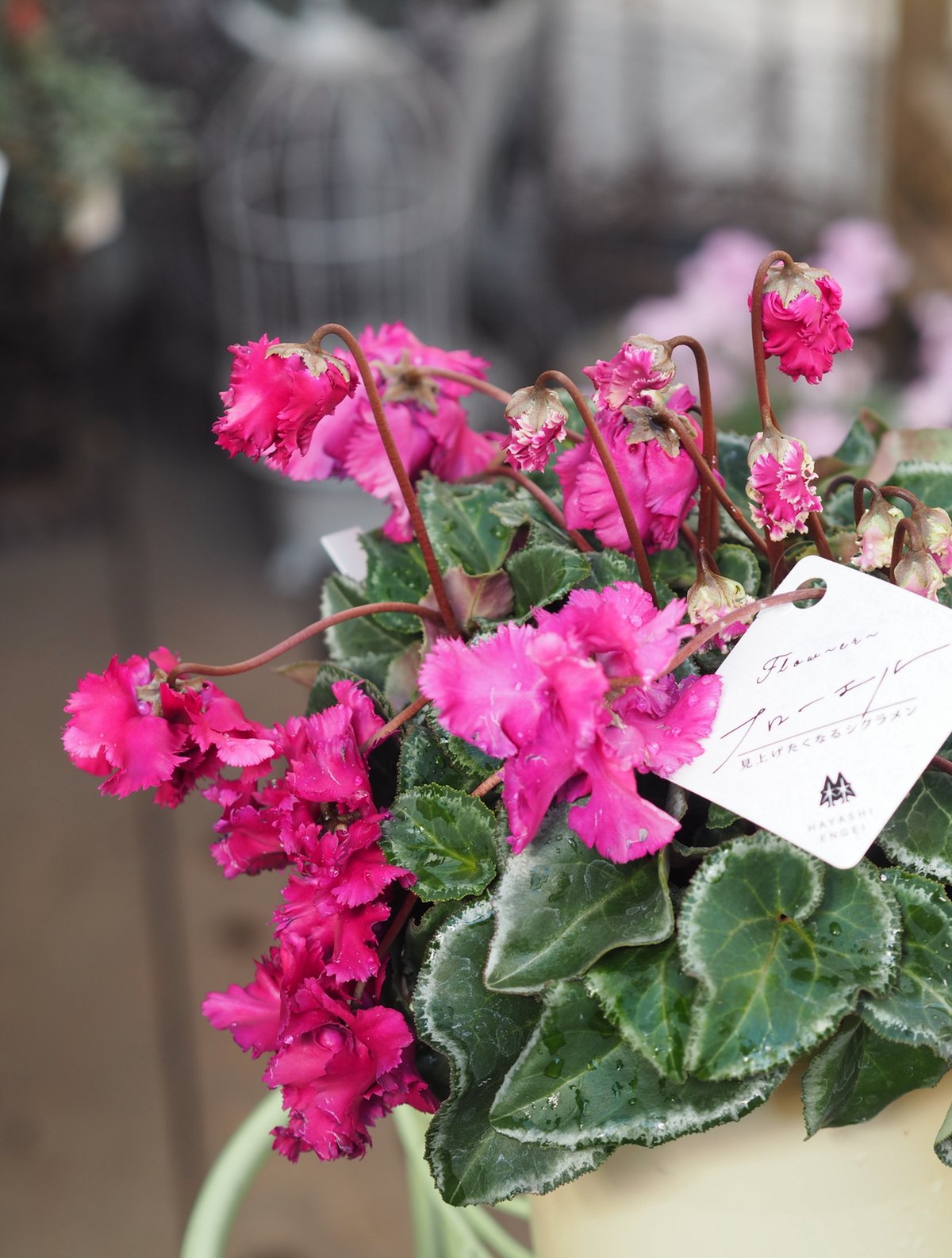 枝垂れる枝咲きシクラメン フローエル 見上げたくなるシクラメン