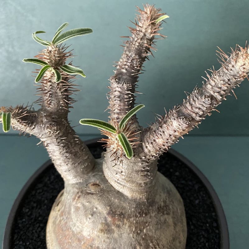 発根済 奇人 グラキリス VAG-04 × VALIEM BOWL ［ グラキリス専用鉢 ］