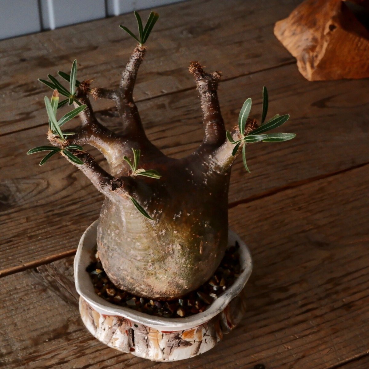 沼野秀章 / 刻ム音 / 5号 新品未使用 アガベ グラキリス 沼野秀章 / 刻