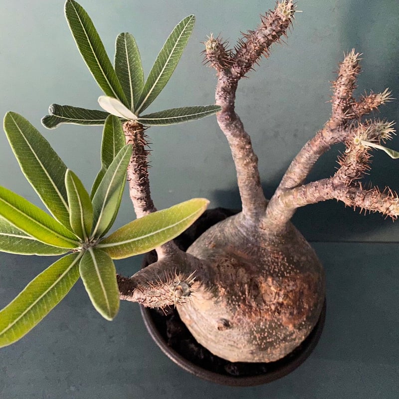 発根済 大サイズ グラキリス 22 ×【 ISOBE - BACHI 】