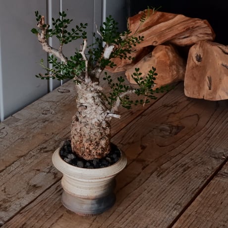 CATEGORY 磯部祐介 作品 植木鉢 | Botanical Holic