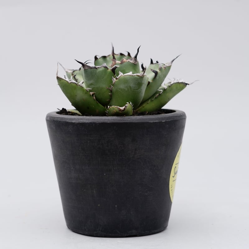 アガベ チタノタ 黒鯨 016 Agave titanota black whale | S