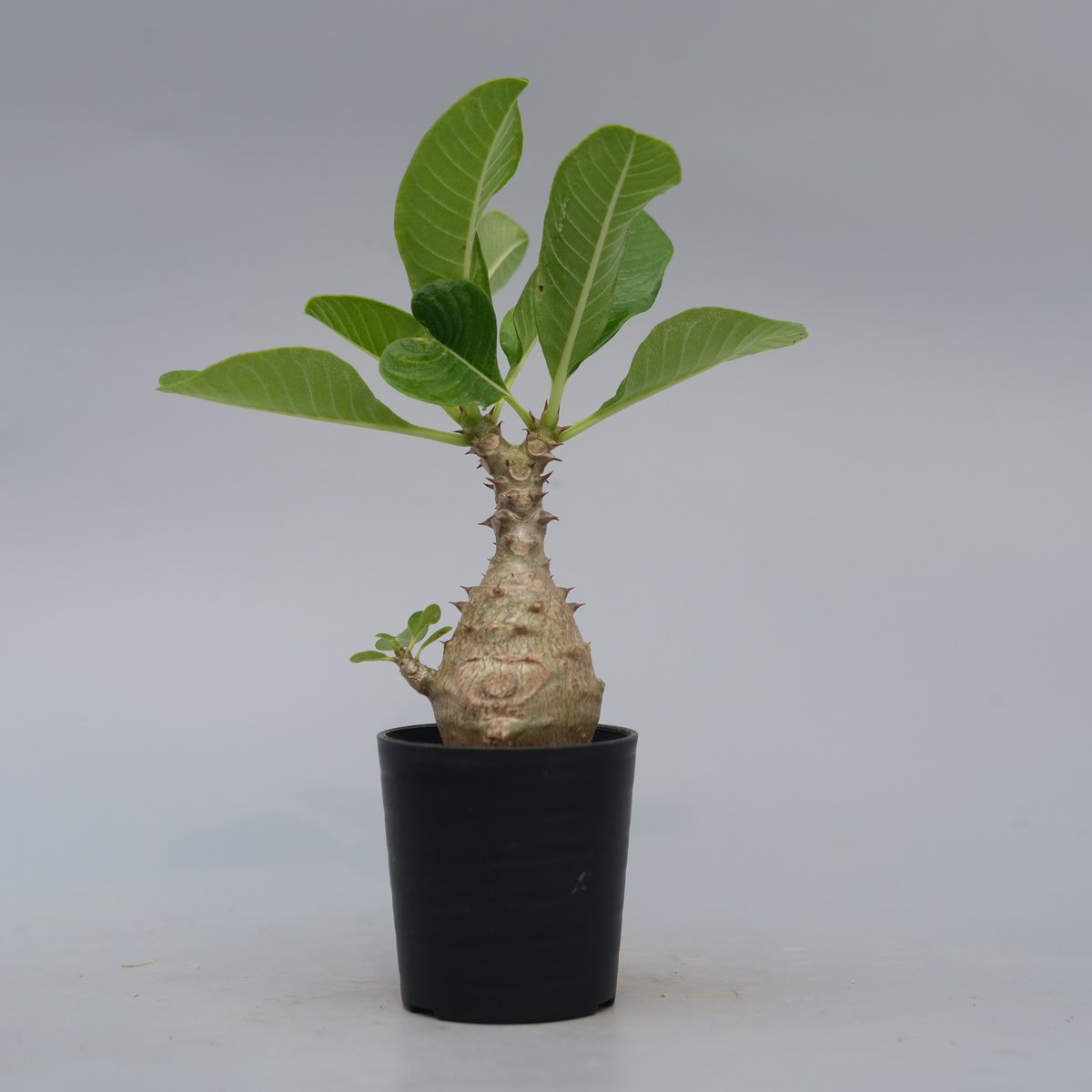 パキポディウム ウィンゾリー 実生株 070 Pachypodium windsorii |