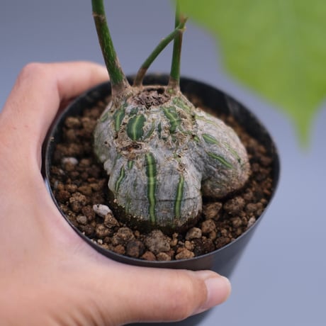 ボンバックス | STORES