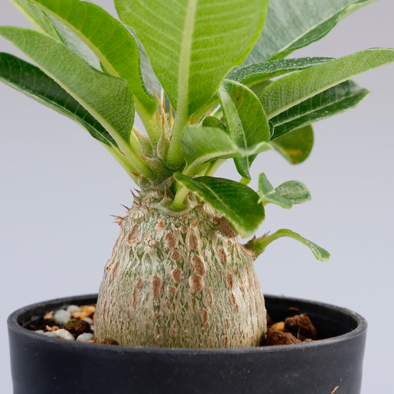 パキポディウム ウィンゾリー 実生株 014 Pachypodium windsorii |