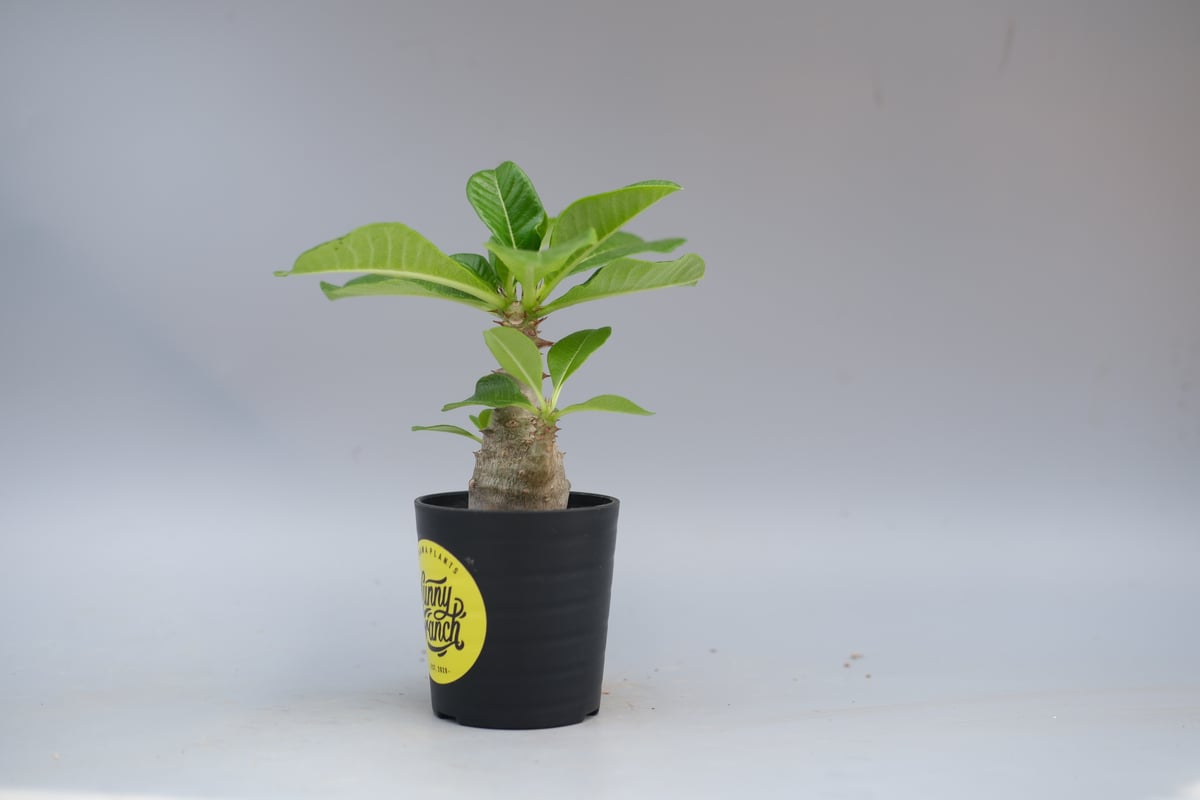 パキポディウム ウィンゾリー 実生株 057 Pachypodium windsorii |