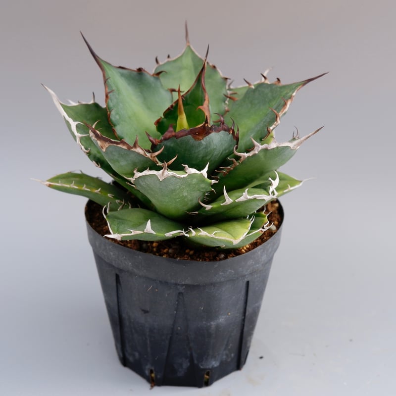 アガベ ノーネーム Agave no name | Sunny Branch