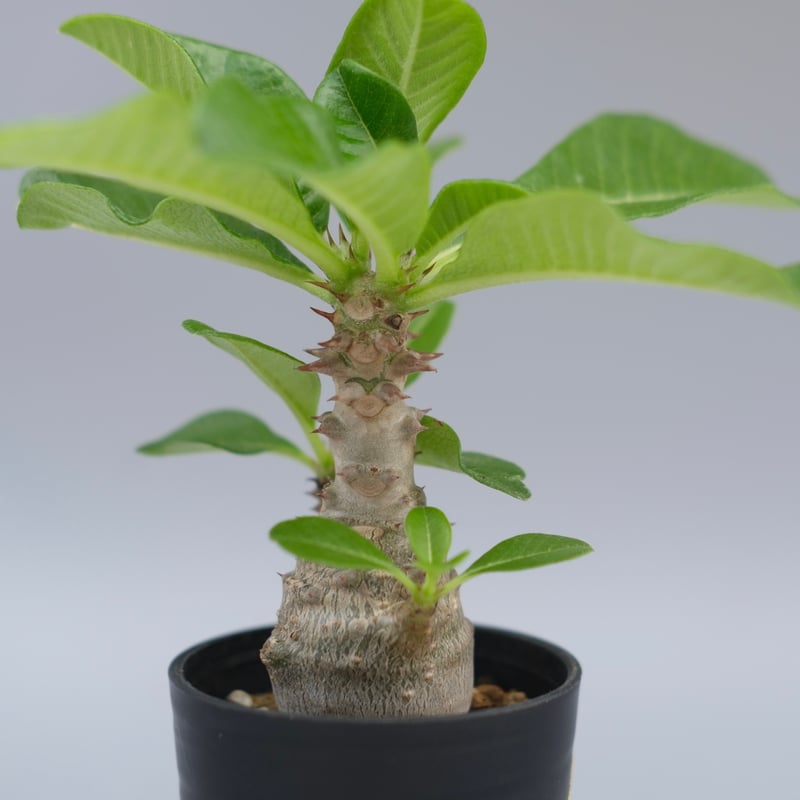 パキポディウム ウィンゾリー 実生株 057 Pachypodium windsorii |