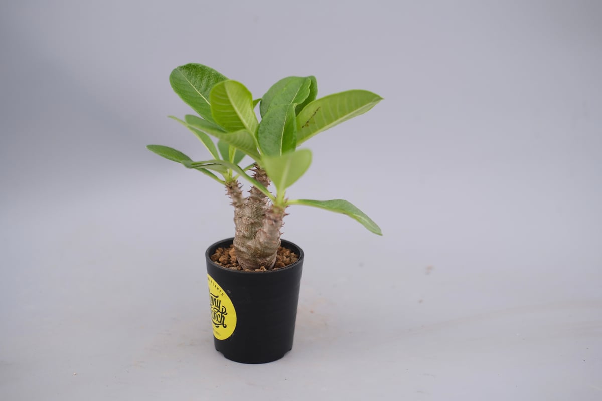 パキポディウム ウィンゾリー 実生株 060 Pachypodium windsorii |