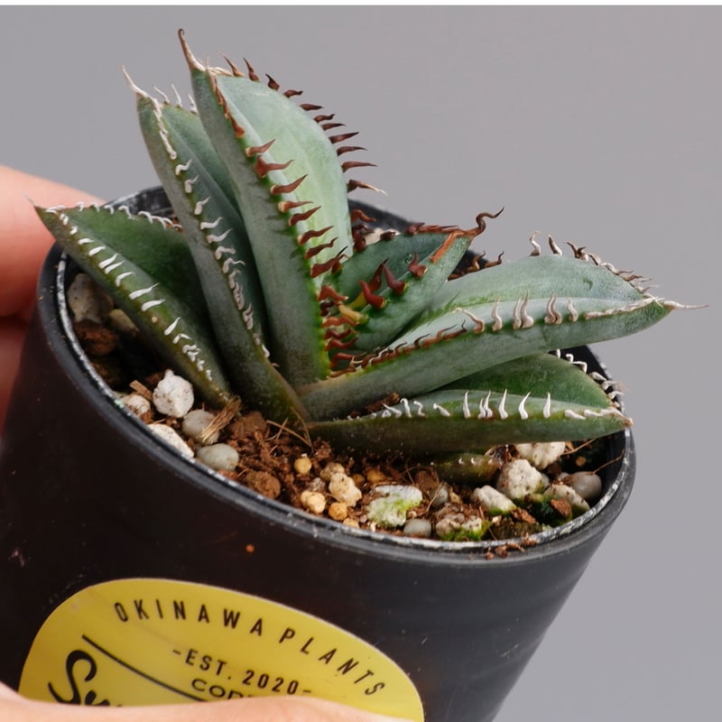 1153.アガベ オテロイ実生【選抜株 斑入り】 【公式通販】