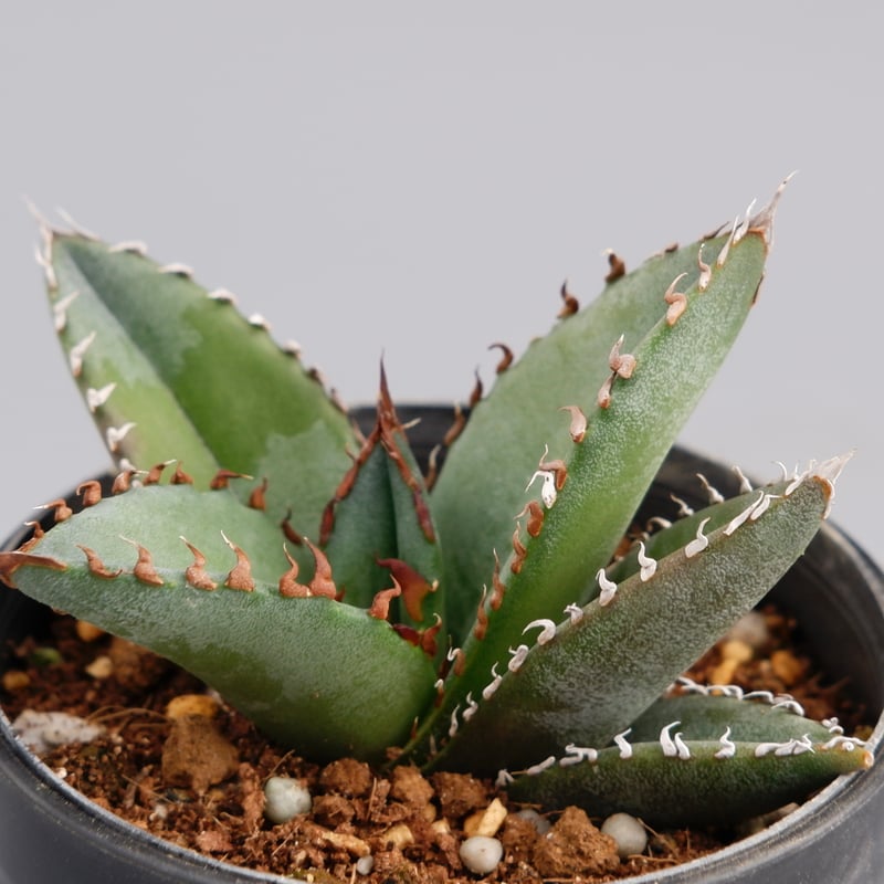 26A】アガベ オテロイ 種子 500粒 Agave oteroi アガベの種子 オテロイ