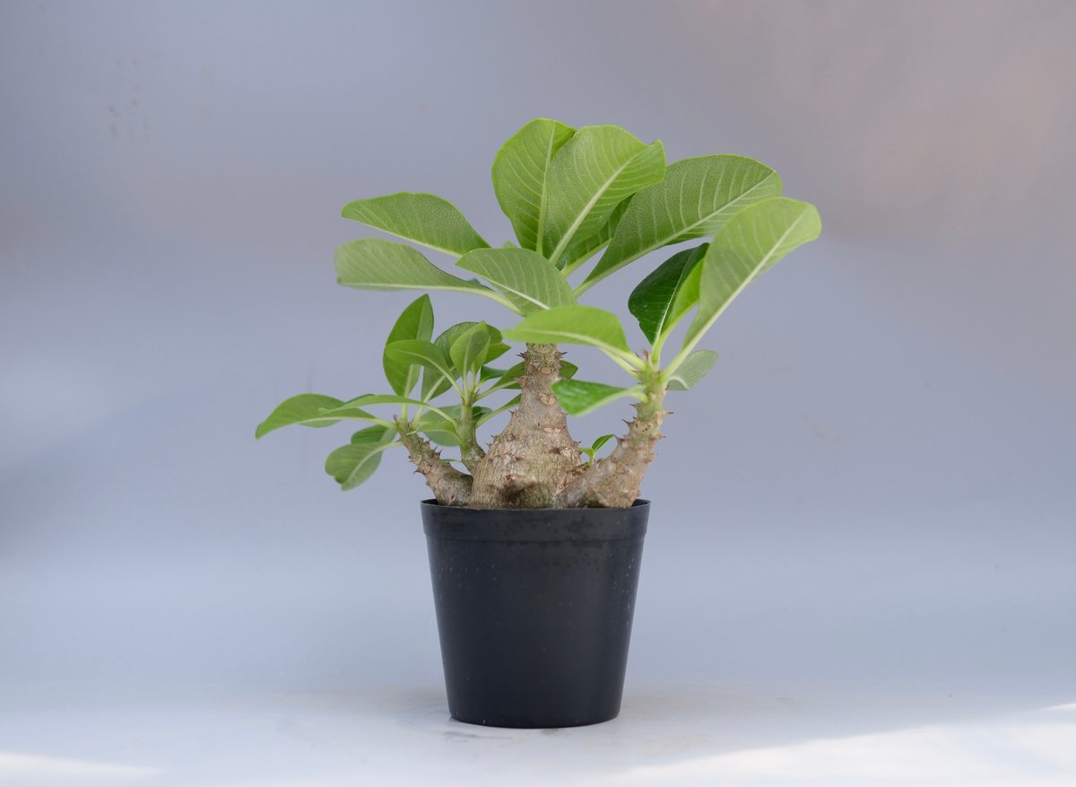 パキポディウム ウィンゾリー 実生株 066 Pachypodium windsorii |