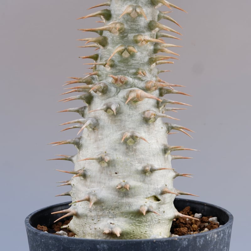 パキポディウム アンボンゲンセ 001【開花実績あり】 Pachypodium