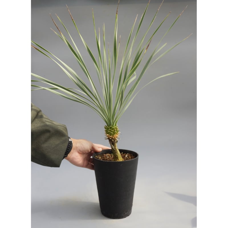 ユッカ ロストラータ 実生株 Yucca Rostrata 006 | Sunny Branch