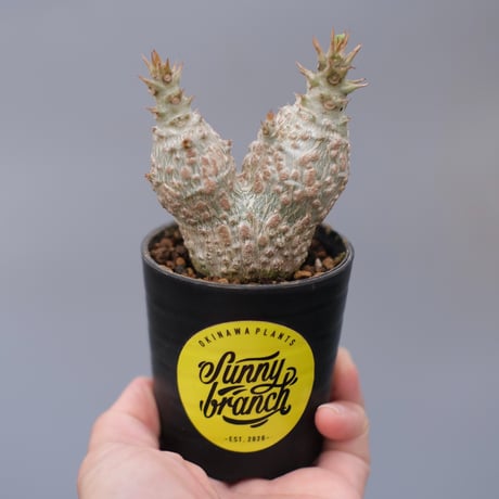 パキポディウムウィンゾリー | STORES