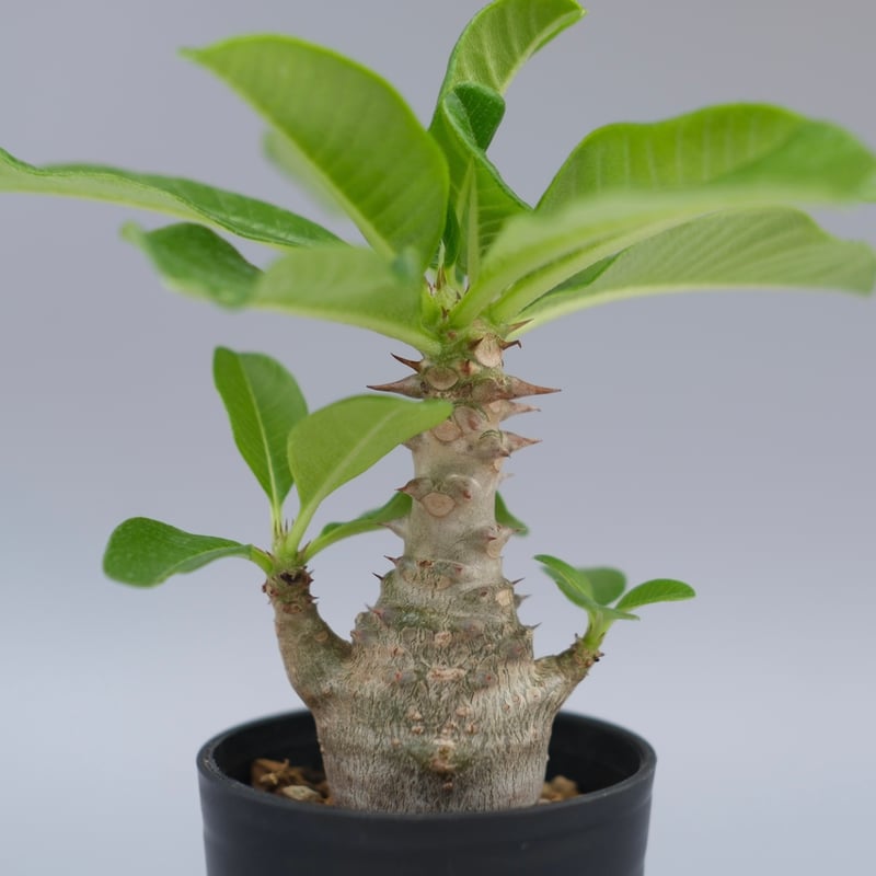 パキポディウム ウィンゾリー 実生株 057 Pachypodium windsorii |