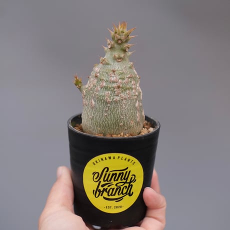 CATEGORY コーデックス | Sunny Branch