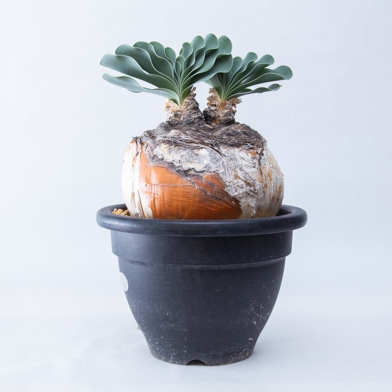 新着】Boophane haemanthoides【葉が美しい高級玉ねぎ】ブーファン