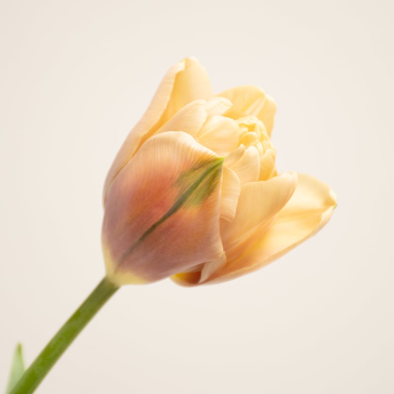 チューリップ「ラ・ベルエポック」 | tokyo_shokubutsu_zufu