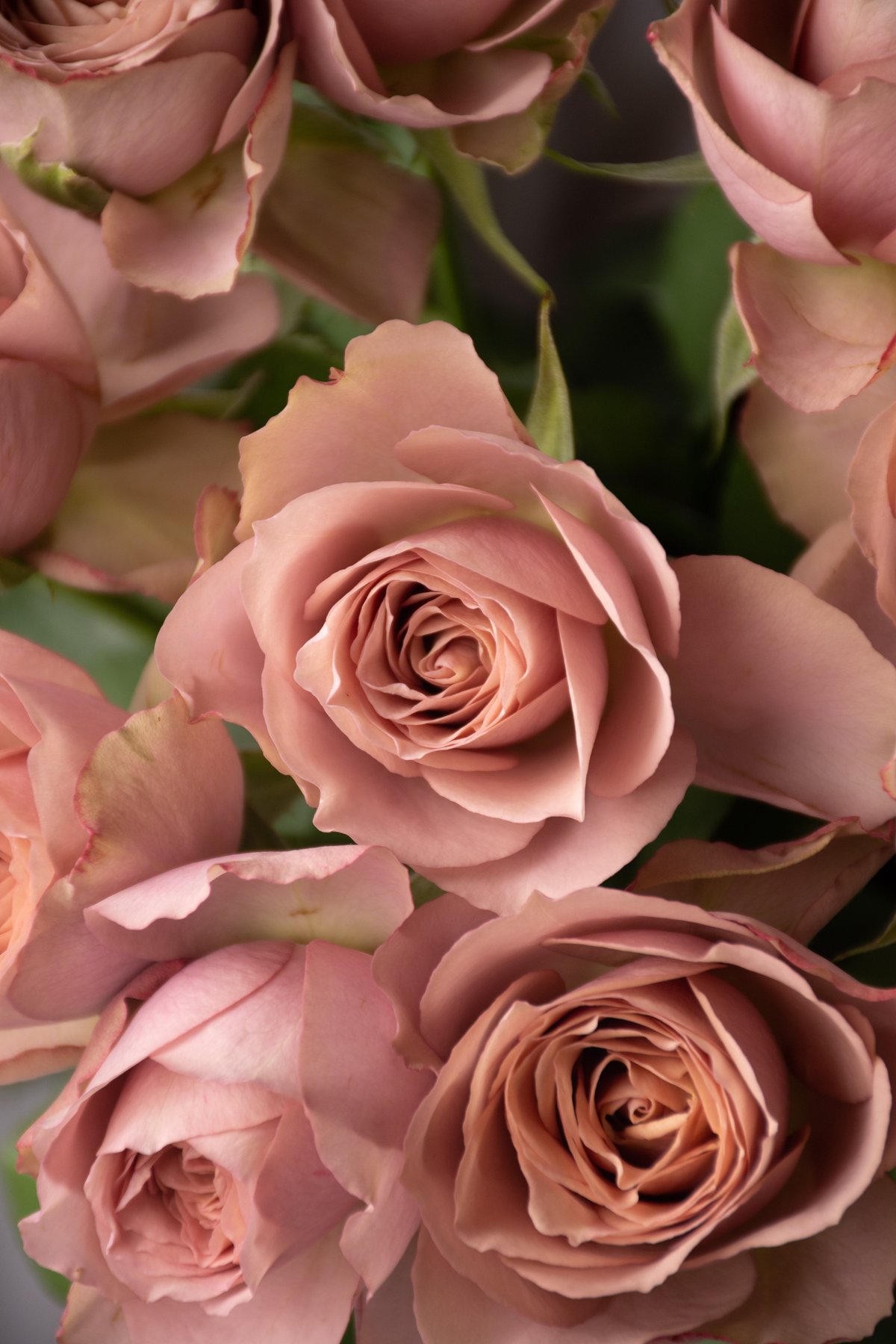 バラ「堀木園芸 リーズン」 | tokyo_shokubutsu_zufu