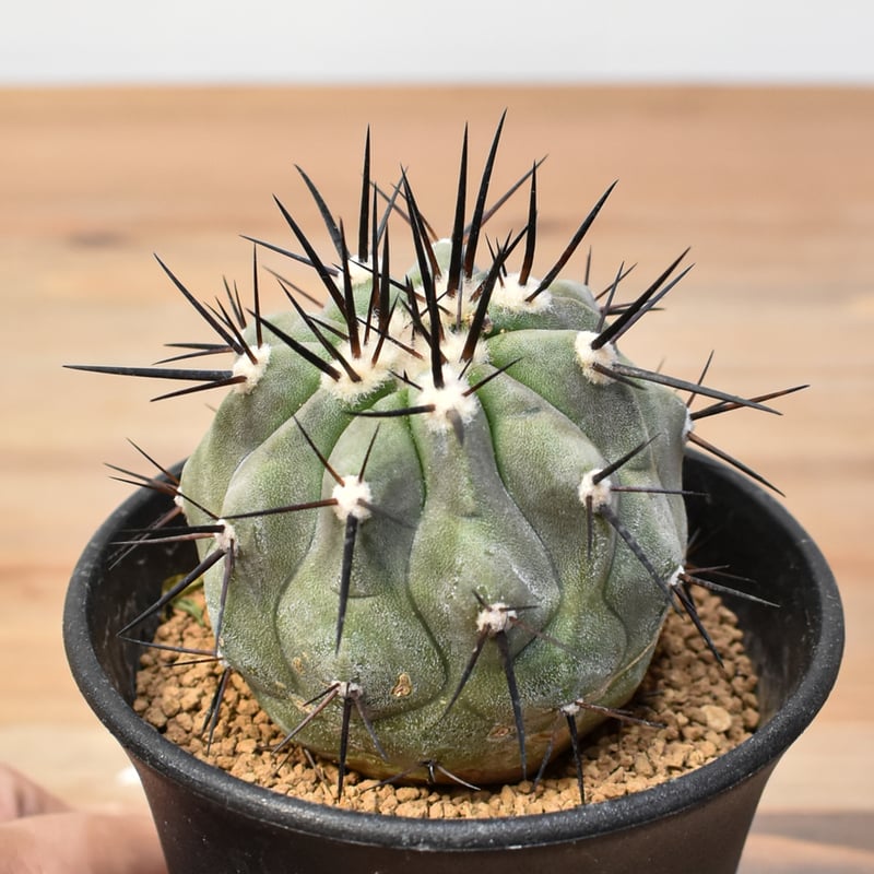 コピアポア シネレア 