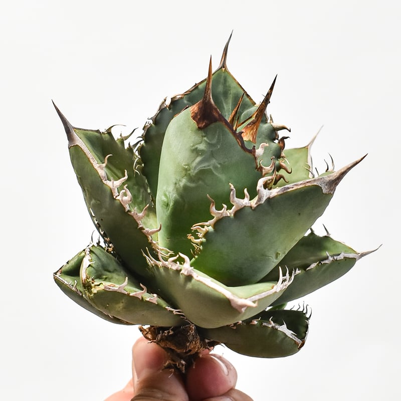 国内実生最高峰】アガベ オテロイ【OSPセレクト株 / 抜き苗 / 実生】44