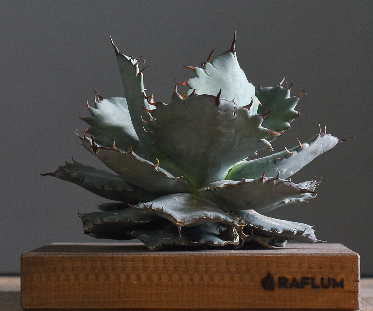 アガベ ハイブリッド チタノタ X マルガリータ （抜き苗販売）【イチ