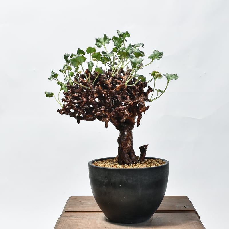 ペラルゴニウム ミラビレ 大株【発根済み】HK2402634(T) | RAFLUM