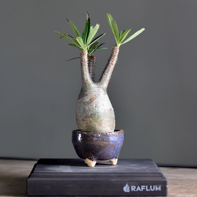 パキポディウム グラキリス (現地球) RF22474 | RAFLUM / ラフラム