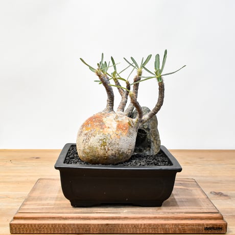 CATEGORY グラキリス | RAFLUM / ラフラム｜東京、大阪の塊根植物